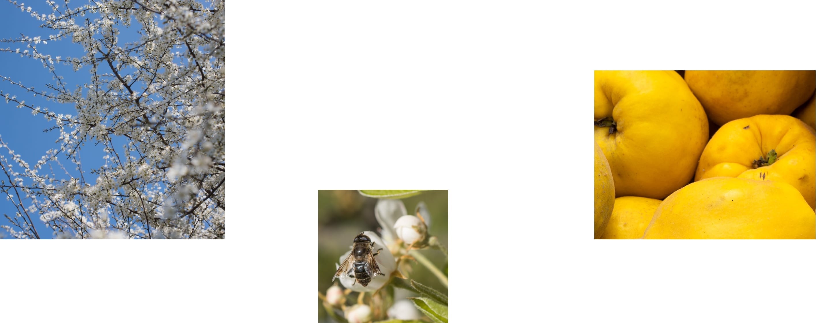 Natura Maestra